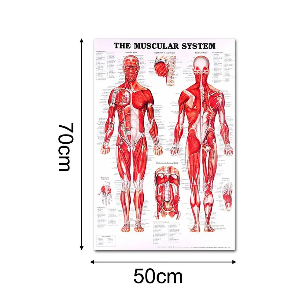 risiko Perseus Juice På tilbud! Nye menneskelige anatomi plakat skeletal muscle system,  undervisning af medicinske dekorative plakater < Home Decor \  Trekloeveret.dk
