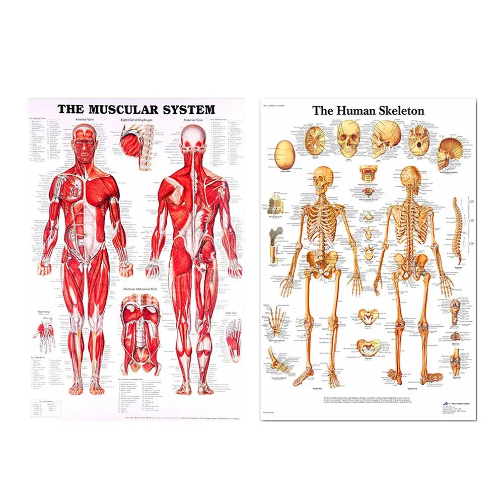risiko Perseus Juice På tilbud! Nye menneskelige anatomi plakat skeletal muscle system,  undervisning af medicinske dekorative plakater < Home Decor \  Trekloeveret.dk