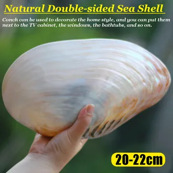 21cm Store Naturlige Conch Shell Pearl Coral Muslinger Muslinge-Dobbelt-sidet Muslingeskal Hjem Fisk Tank Tilbehør Akvarium Indretning Ny
